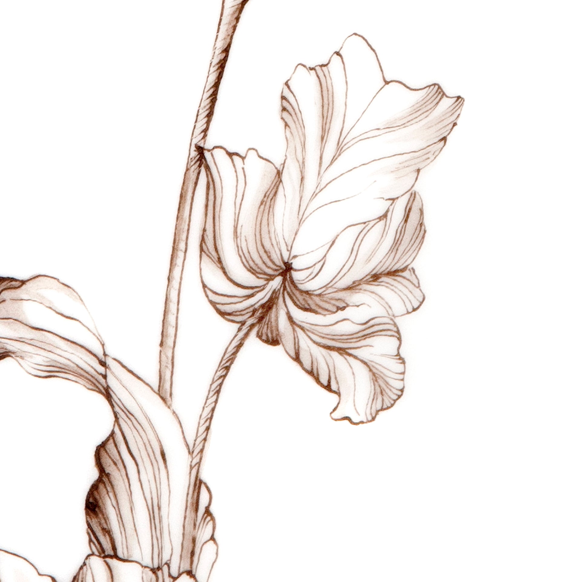 Vase Tulpe sepia, Weiß mit brauner Blumenmalerei, H 23 cm | Meissen Vasen Kollektion 20a174 - 51081 - Meissen Weimar