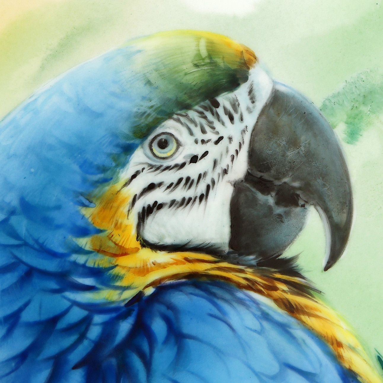 Wandbild 'Blauer Ara' Lim. 25, 30x30 cm | Meissen Artcolletion - Blidermalerei auf Porzellanplatte 936B74 - 9M010 - Meissen Weimar