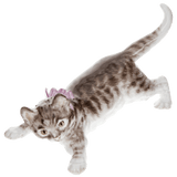 Einzelfigur Katze, Bunt staffiert, H 9 cm | Meissen Figuren Individuell