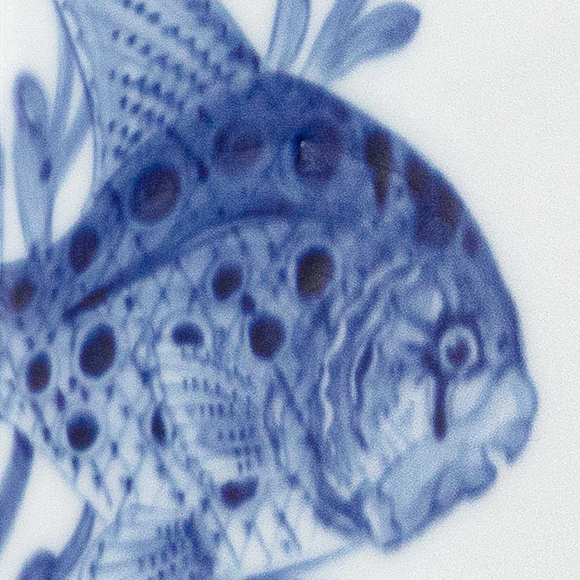 Vase, mittel, 'Blue Treasures', Fisch, H 15,5 cm | Meissen Cosmopolitan 82A277 - 50193 - Meissen Weimar
