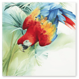 Wandbild, Amazonas Roter Ara, 30 x 30 cm | Meissen Wandbilder-Edition