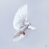 Wandbild Friedenstaube, 30 x 30 cm | Meissen Wandbilder-Edition