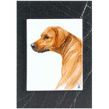 Wandbild Hundekopf Motiv, 30 cm Höhe | Meissen Wandbilder-Edition
