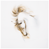 Wandbild Pferde Studie II, 30 x 30 cm, limitiert | Meissen Wandbilder-Edition