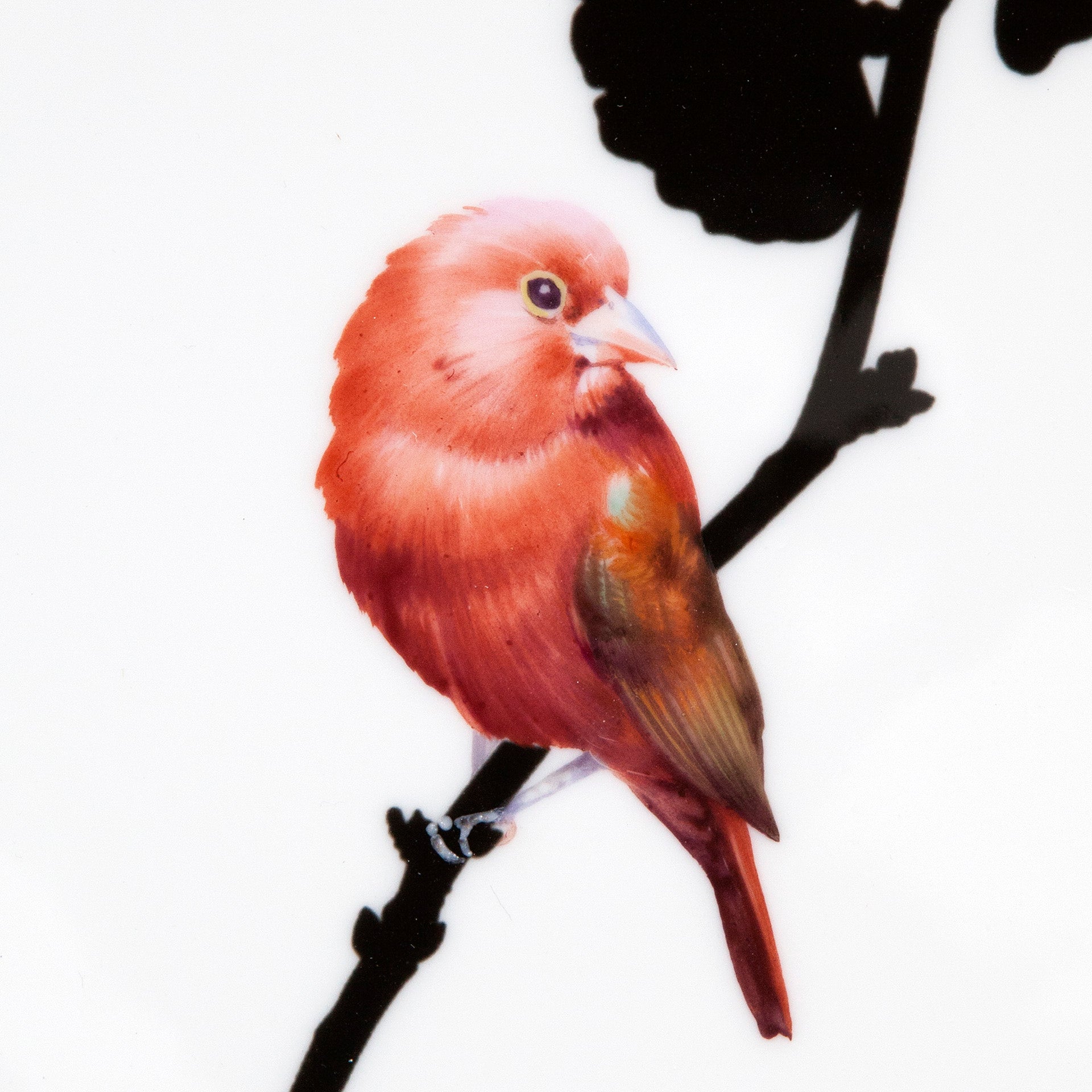 Wandteller Flying Jewels Summer Tanager Ø 27 cm | Meissen Kollektion Flying Wonders 61a126 - 54m49 - Meissen Weimar